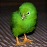 pic for Green chicken